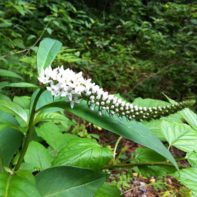 Lysimachia barystachys, Lysimaque (Flowering)