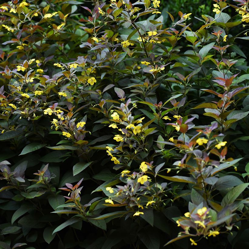 Lysimachia ciliata Fire Cracker (Plant habit)