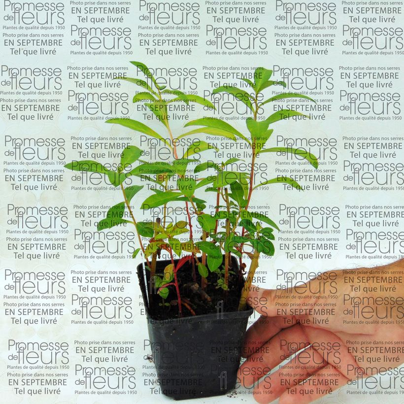 Exemple de spécimen de Lysimachia fortunei - Lysimaque Godet de 8/9 cm tel que livré