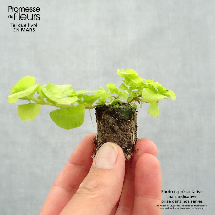 Spécimen de Lysimachia nummularia Goldilocks - Herbe aux écus Mini-motte Ø 3/4 cm, Livré en plant vert de 5 à 10 cm de hauteur tel que livré au printemps