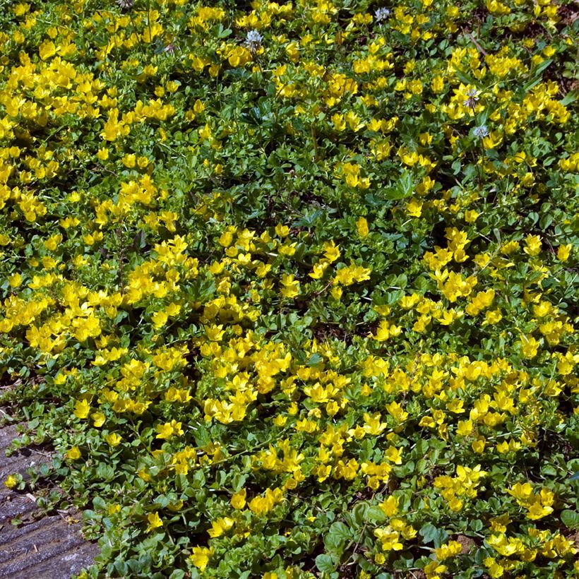Lysimachia nummularia - Herbe aux écus (Plant habit)