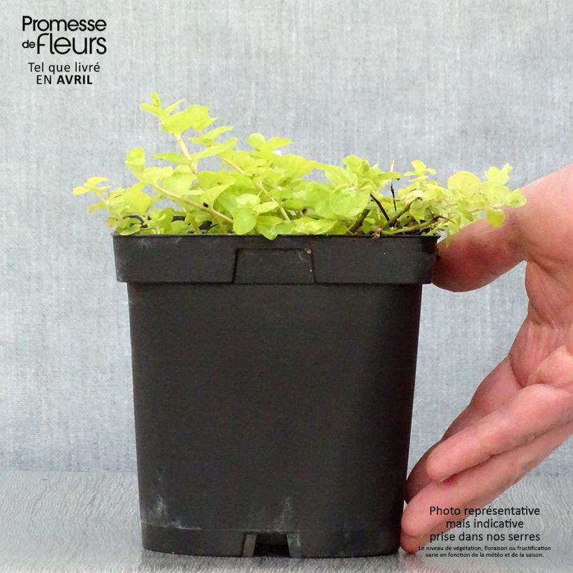 Example of Lysimachia nummularia aurea Pot de 2L/3L as you get in printemps