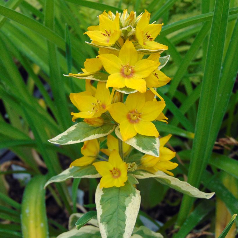 Lysimachia punctata Alexander - Lysimaque panachée (Flowering)