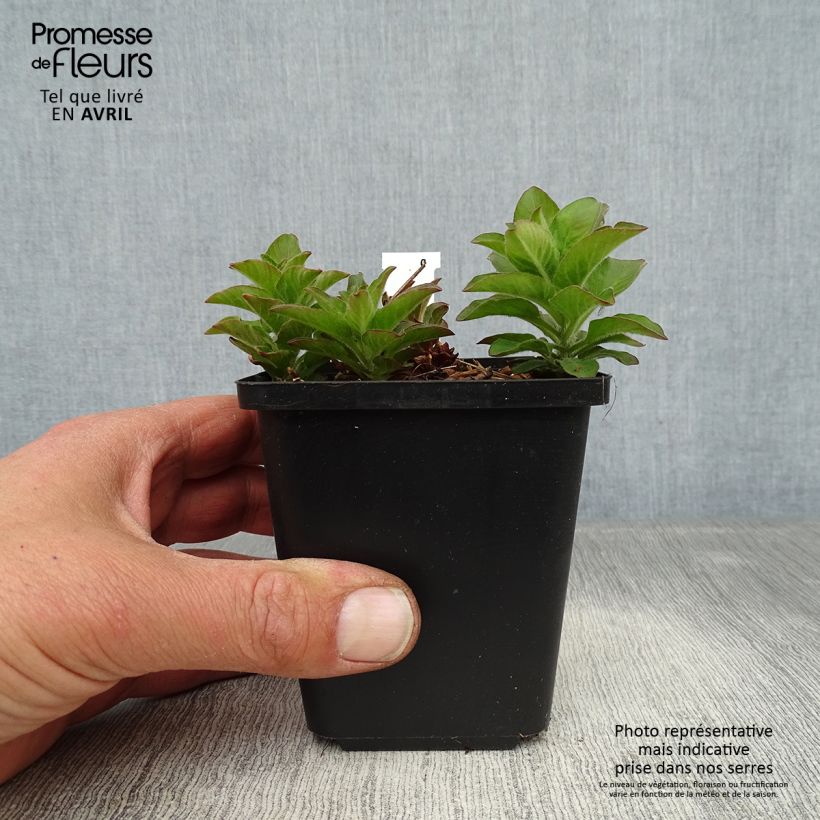 Spécimen de Lysimachia punctata - Lysimaque ponctuée Godet de 8/9 cm tel que livré au printemps