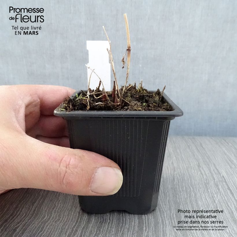 Example of Lysimachia vulgaris - Lysimaque commune  Godet de 8/9 cm as you get in printemps