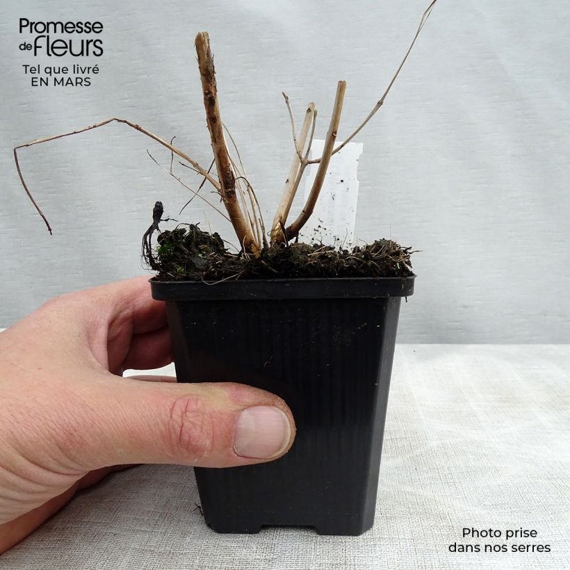 Spécimen de Lythrum salicaria Blush - Salicaire commune Godet de 8/9 cm tel que livré au printemps