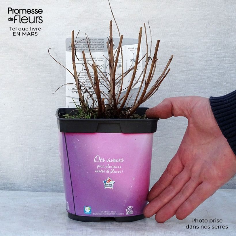 Spécimen de Lythrum salicaria Robert - Salicaire commune Pot de 2L/3L tel que livré au printemps