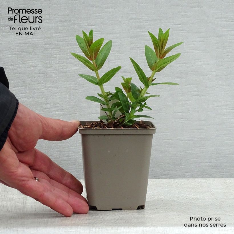 Spécimen de Lythrum salicaria Robert - Salicaire commune Godet de 8/9 cm tel que livré au printemps