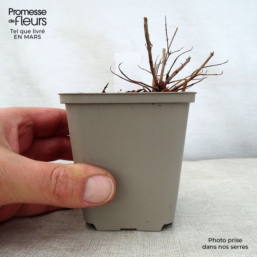 Spécimen de Lythrum salicaria Swirl - Salicaire commune Swirl Godet de 8/9 cm tel que livré au printemps