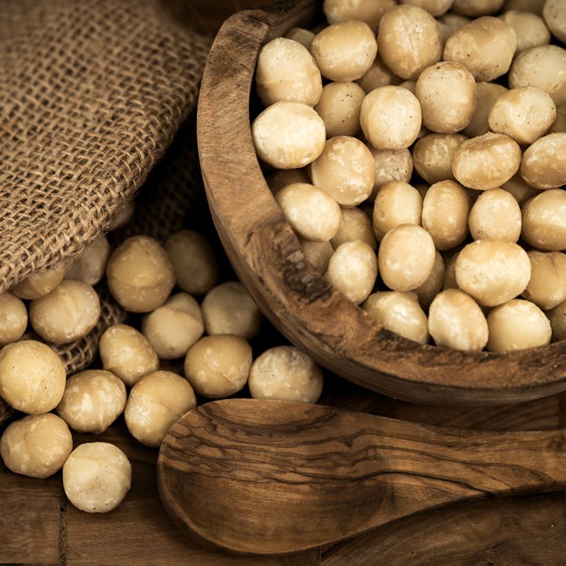 Macadamia integrifolia - Noix de Macadamia (Récolte)