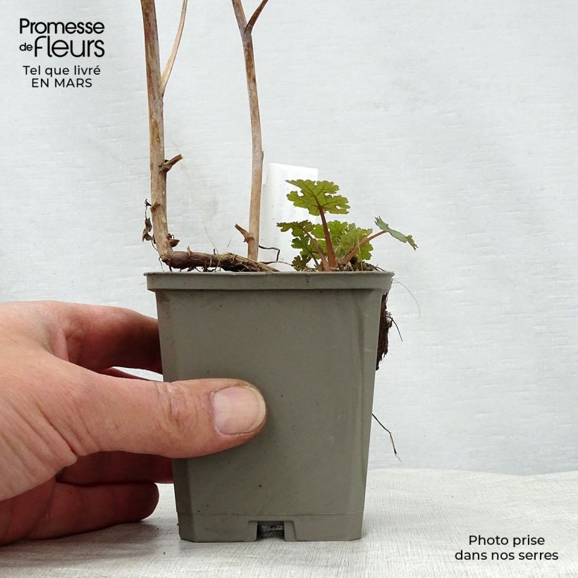 Spécimen de Macleaya microcarpa Kelway's Coral Plume - Bocconie Godet de 8/9 cm tel que livré au printemps