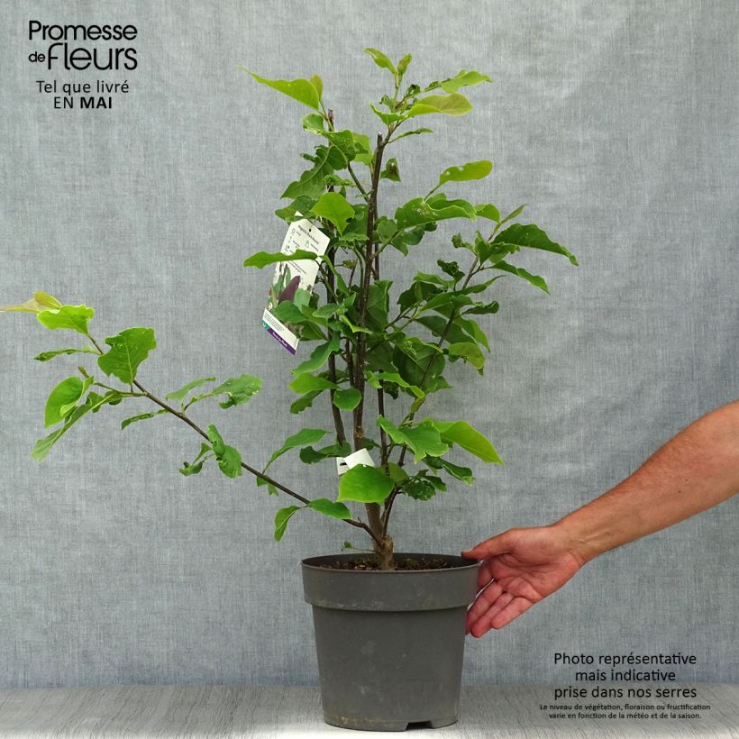Spécimen de Magnolia Black Beauty Pot de 6L/7L tel que livré au printemps