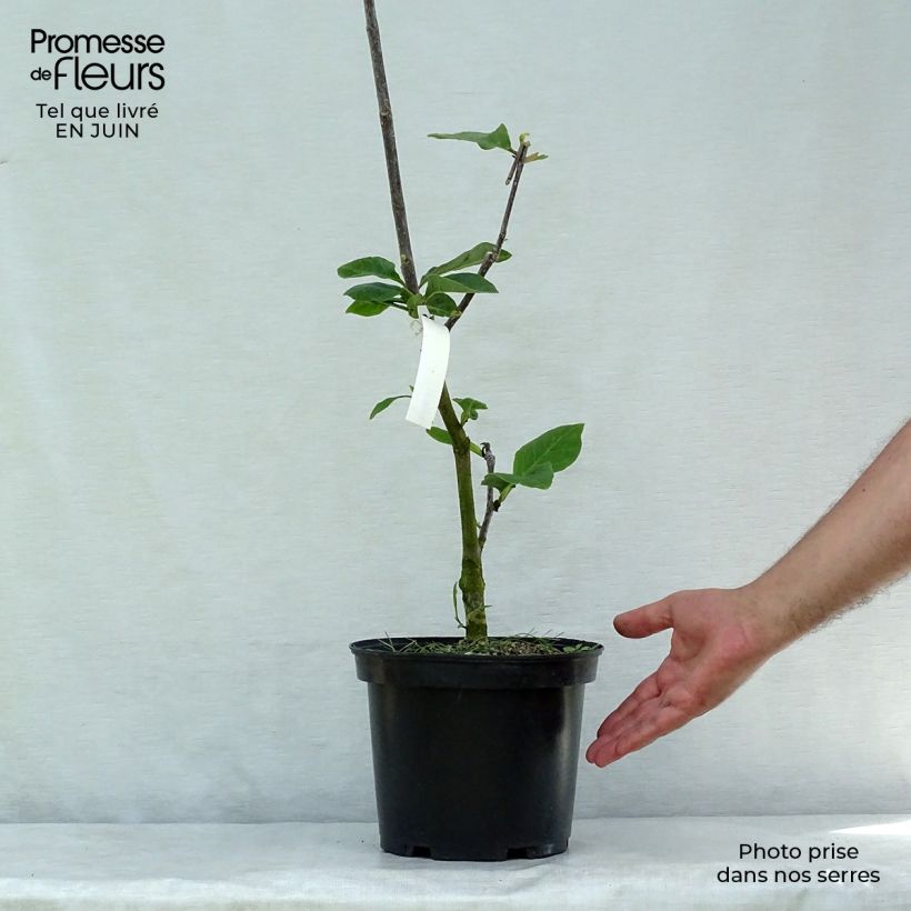 Spécimen de Magnolia Black Tulip Pot de 4L/5L tel que livré en été