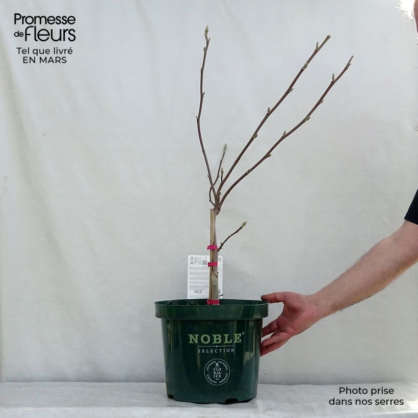 Spécimen de Magnolia Daphne Pot de 4L/5L tel que livré au printemps