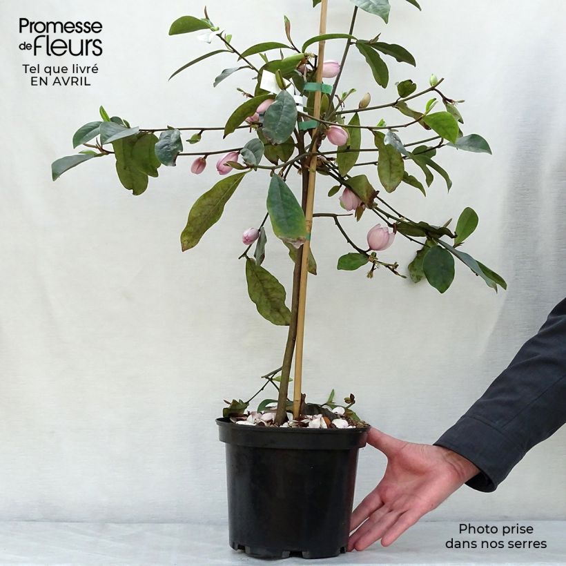 Spécimen de Magnolia Fairy Blush - Michelia hybride Pot de 4L/5L tel que livré au printemps