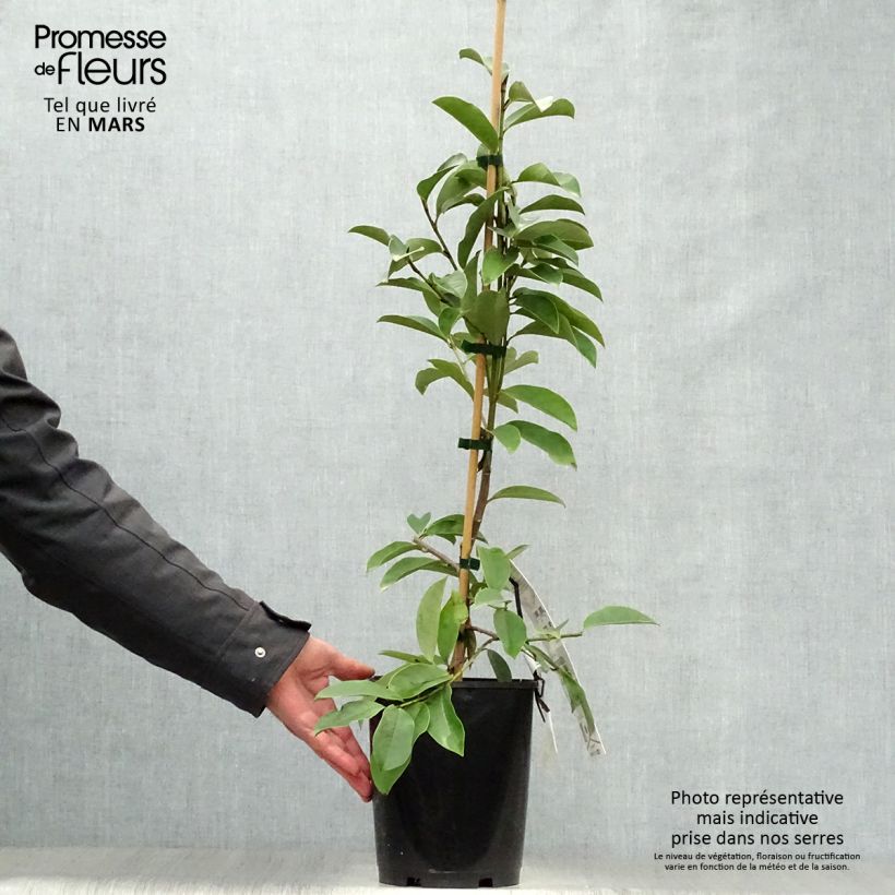 Spécimen de Magnolia Fairy White - Michelia hybride Pot de 4L/5L tel que livré au printemps