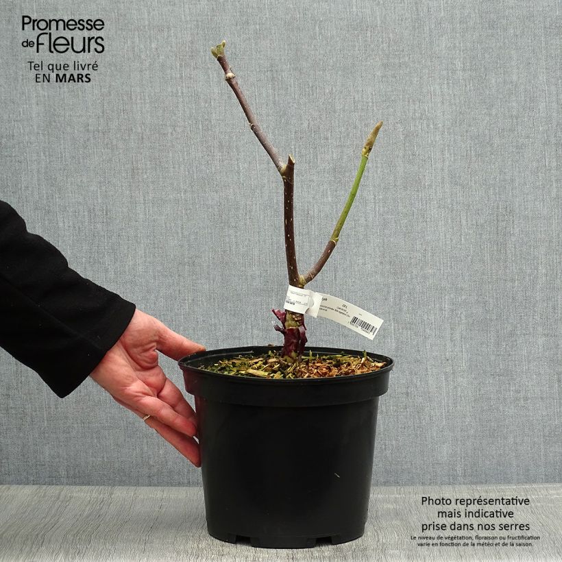 Spécimen de Magnolia Felix Jury Pot de 4L/5L tel que livré au printemps