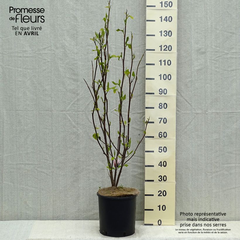 Spécimen de Magnolia Heaven Scent  Pot de 12L/15L tel que livré au printemps