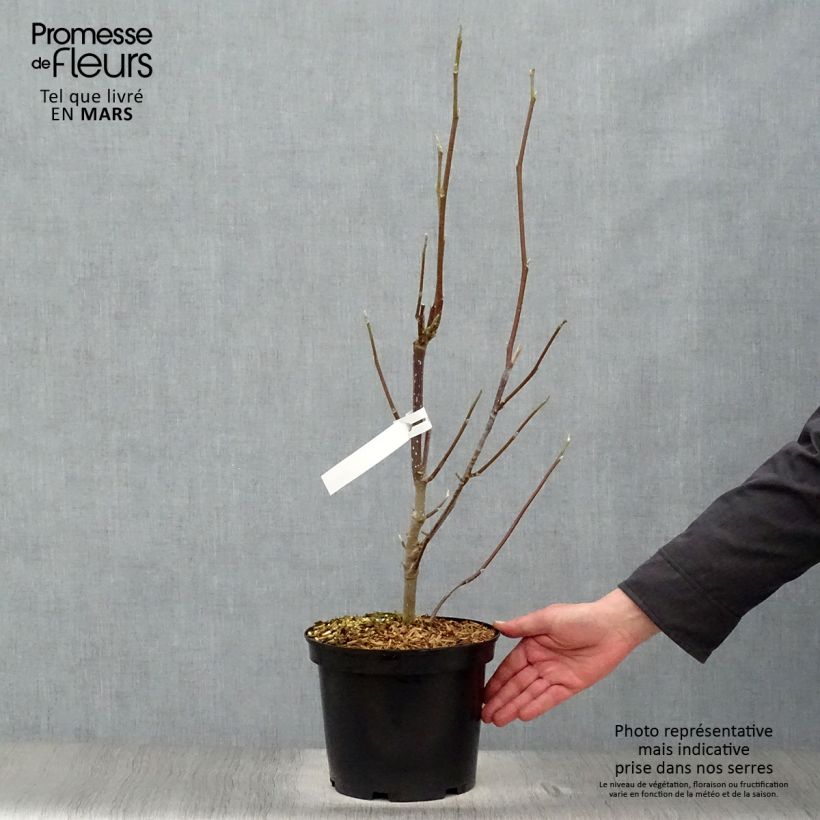 Spécimen de Magnolia Heaven Scent  Pot de 4L/5L tel que livré au printemps