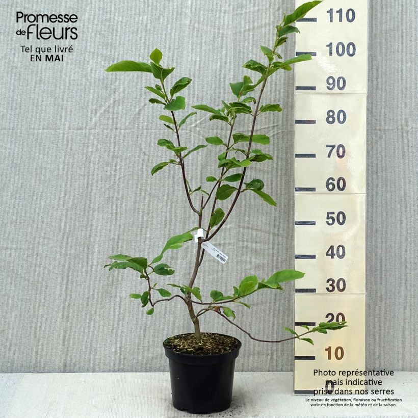 Spécimen de Magnolia Iolanthe Pot de 4L/5L tel que livré au printemps