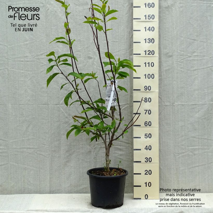 Spécimen de Magnolia - Magnolia x soulangeana Andre Leroy Pot de 7,5L/10L tel que livré au printemps