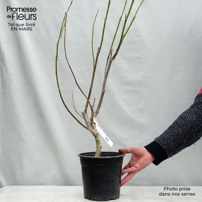 Spécimen de Magnolia Star Wars - Magnolia campbellii (x) liliiflora Pot de 4L/5L tel que livré au printemps