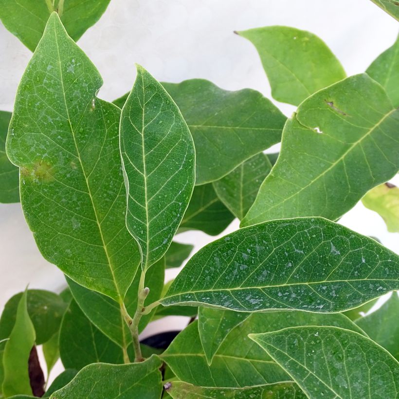 Magnolia Star Wars - Magnolia campbellii (x) liliiflora (Feuillage)