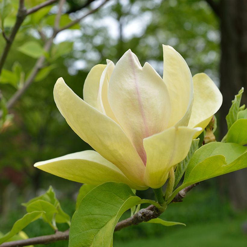 Magnolia Sunspire (Floraison)