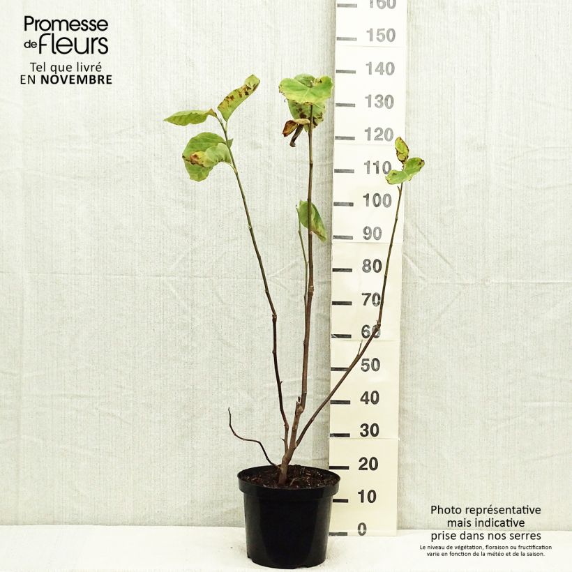 Spécimen de Magnolia Yellow Lantern Pot de 6L/7L tel que livré en automne
