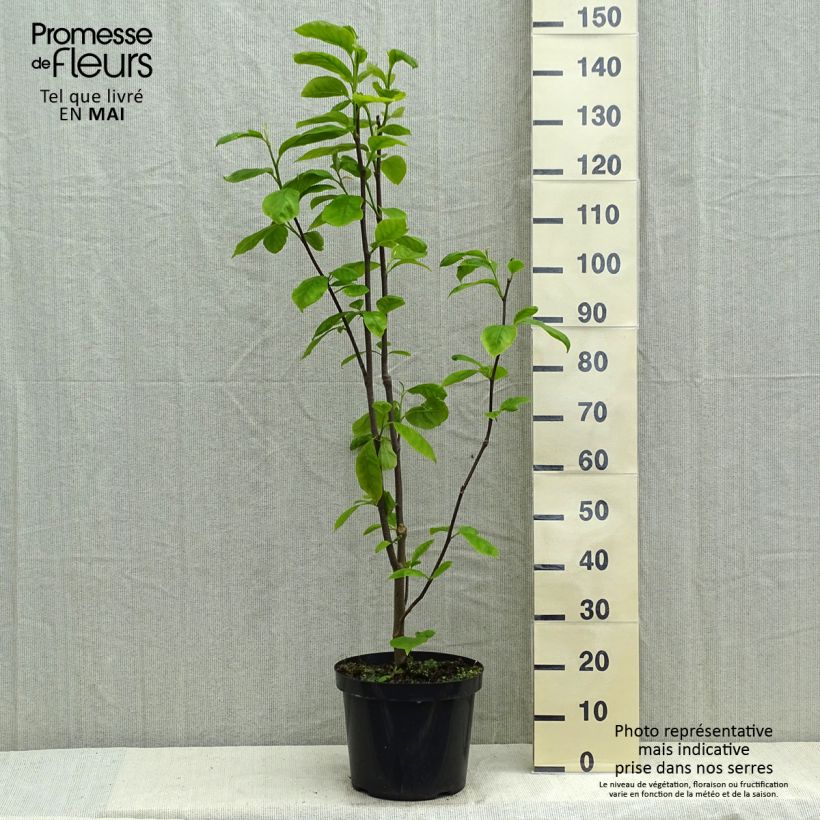 Spécimen de Magnolia Yellow Lantern Pot de 6L/7L tel que livré au printemps