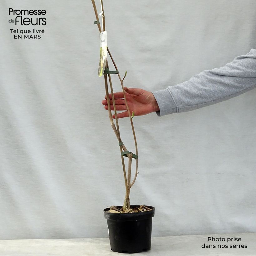 Spécimen de Magnolia brooklynensis Eva Maria Pot de 2L/3L tel que livré au printemps