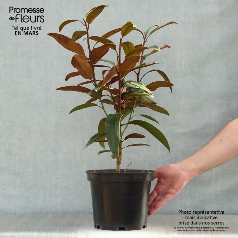 Spécimen de Magnolia grandiflora Alta Pot de 4L/5L tel que livré au printemps