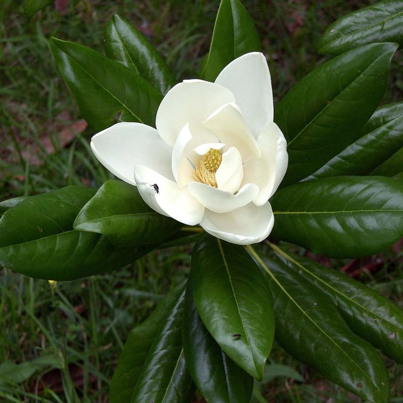 Magnolia grandiflora Ferruginea - Laurier-tulipier (Foliage)