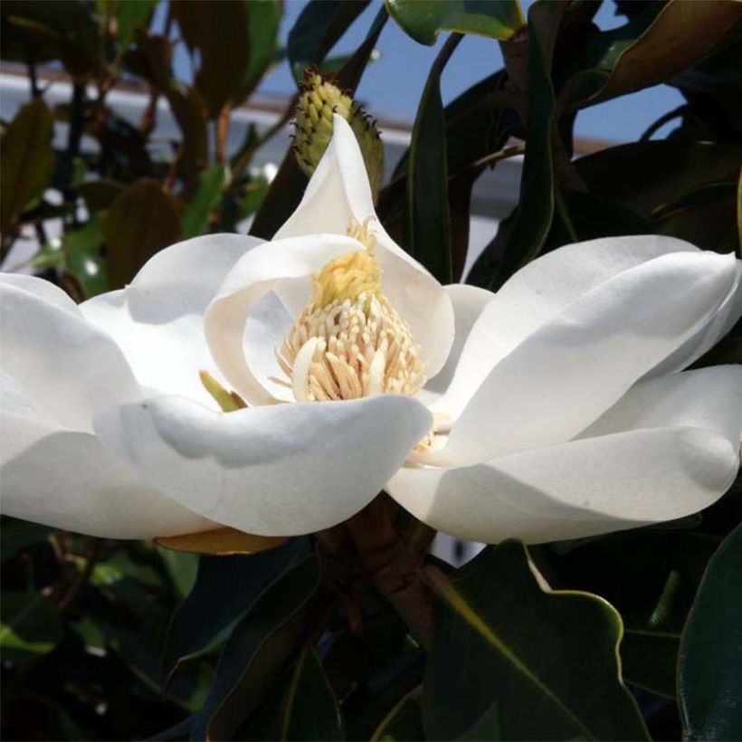 Magnolia grandiflora Little Gem - Magnolia nain (Flowering)