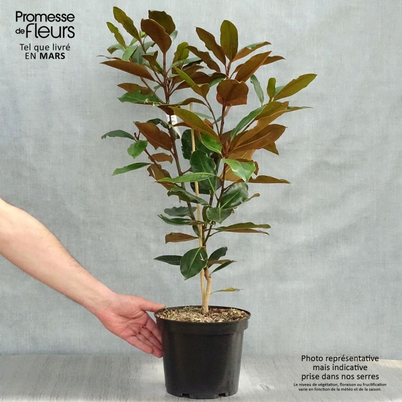 Example of Magnolia grandiflora Little Gem - Magnolia nain Pot de 3L/4L as you get in printemps