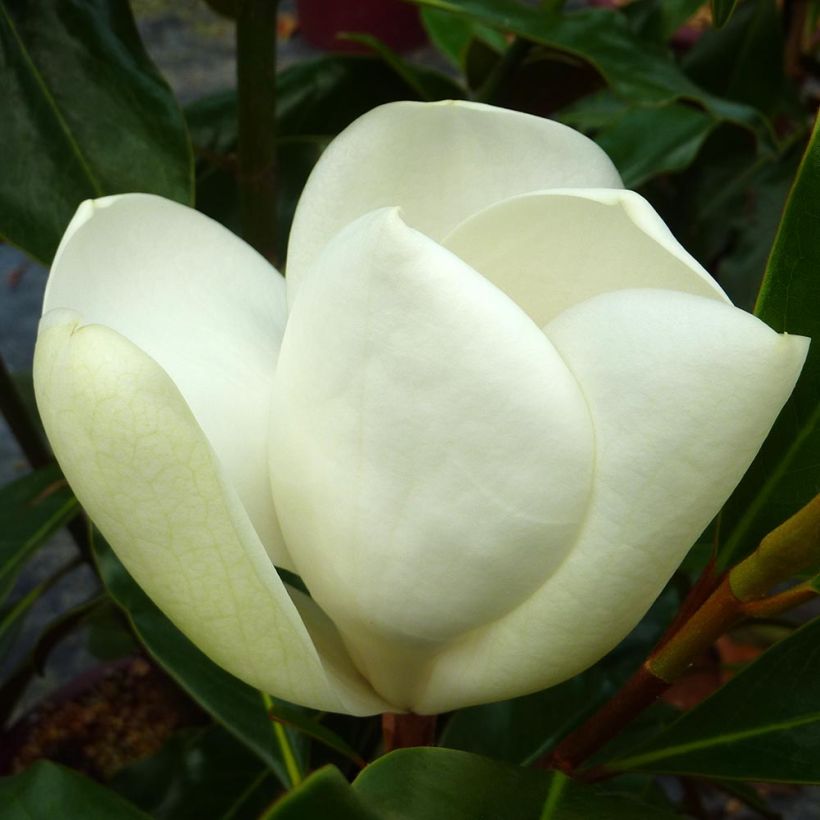 Magnolia grandiflora Kay Parris - Magnolia persistant (Flowering)