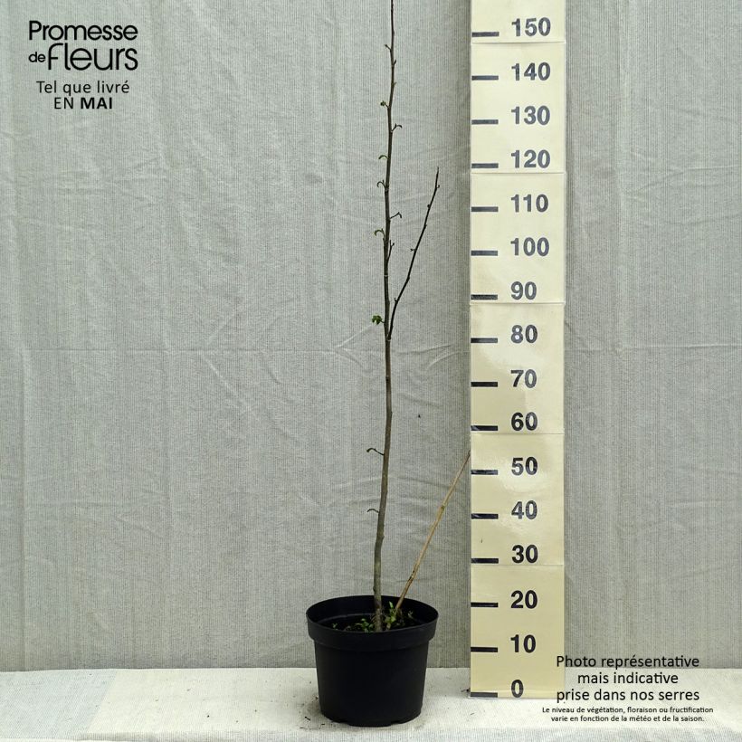 Example of Magnolia kobus - Magnolia de Kobe Pot de 4L/5L as you get in printemps