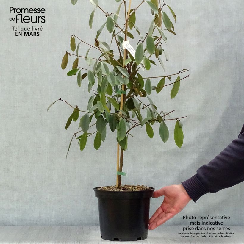 Spécimen de Magnolia laevifolia Achteraan - Michelia yunnanensis Pot de 4L/5L tel que livré au printemps