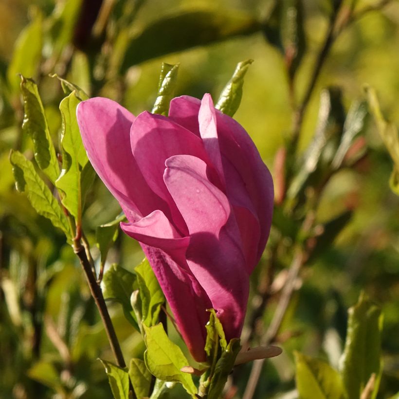 Magnolia liliflora Nigra (Floraison)