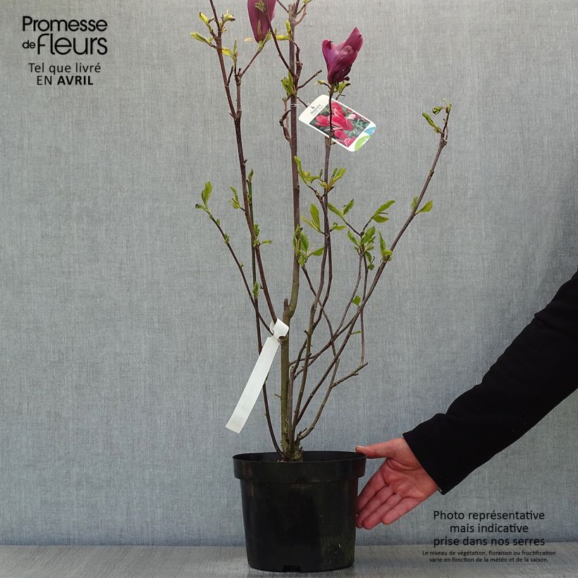 Spécimen de Magnolia liliflora Nigra Pot de 3L/4L tel que livré au printemps