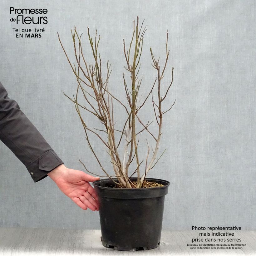 Spécimen de Magnolia liliflora Nigra Pot de 7,5L/10L tel que livré au printemps