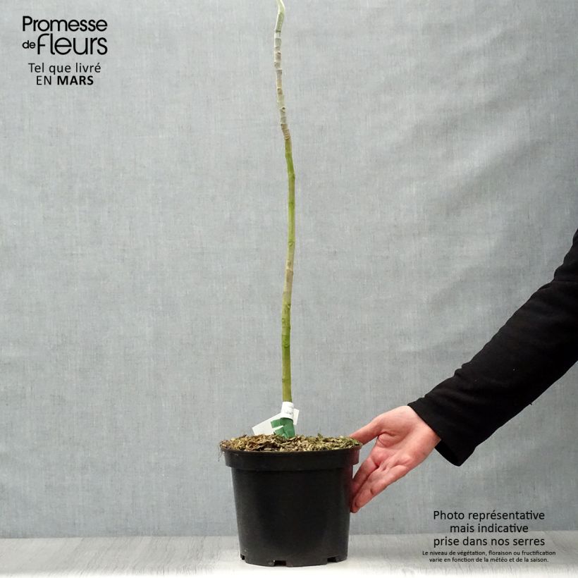 Spécimen de Magnolia macrophylla - Magnolia à grandes feuilles Pot de 4L/5L tel que livré au printemps