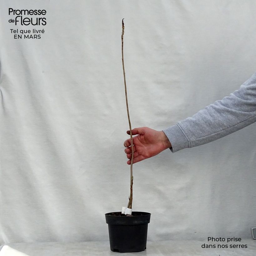 Spécimen de Magnolia officinalis biloba - Magnolia officinal              Pot de 4L/5L tel que livré au printemps