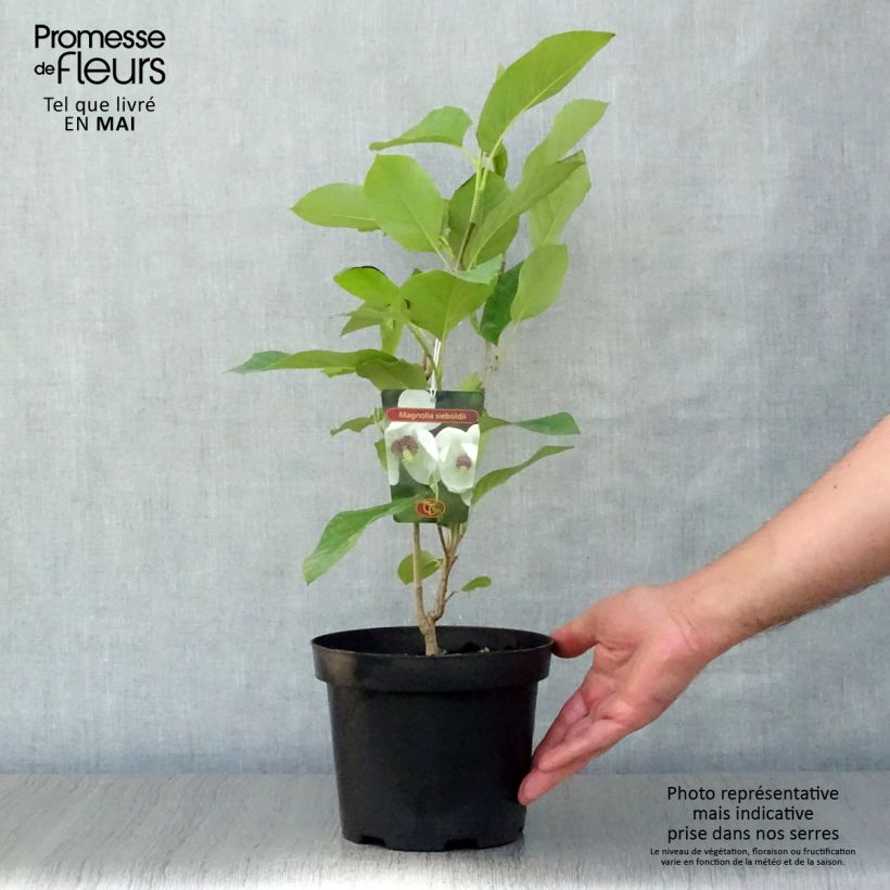 Spécimen de Magnolia sieboldii Pot de 3L/4L tel que livré au printemps