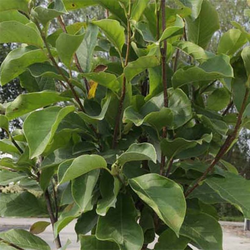 Magnolia soulangeana Alba Superba (Feuillage)