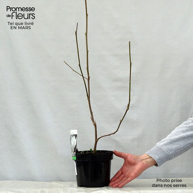 Spécimen de Magnolia soulangeana Alba Superba Pot de 3L/4L tel que livré au printemps