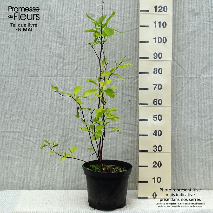 Example of Magnolia soulangeana  - Magnolia de Soulange Pot de 7,5L/10L as you get in printemps