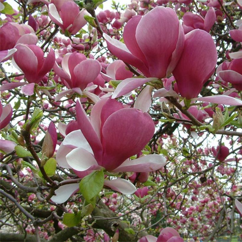 Magnolia soulangeana Rustica Rubra (Flowering)