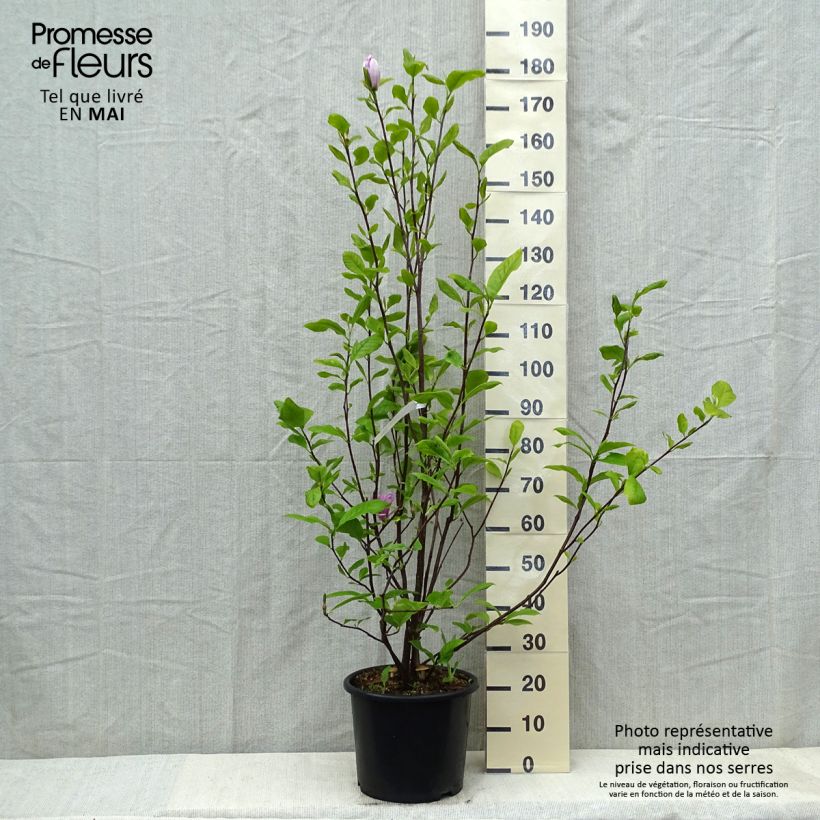 Example of Magnolia soulangeana Rustica Rubra Pot de 7,5L/10L as you get in printemps