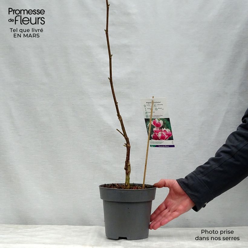 Spécimen de Magnolia soulangeana Satisfaction Pot de 2L/3L tel que livré au printemps